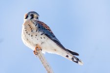 Kestrel -172.jpg
