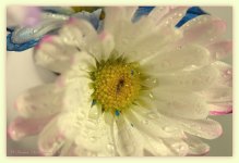 White and Pink Daisy 2-18-2016.jpg