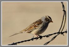2-18-16-cr__D7K1417.jpg