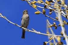 2-18-16-cr__D7K1449.jpg