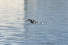 DSC_6441.jpg