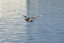 DSC_6442.jpg