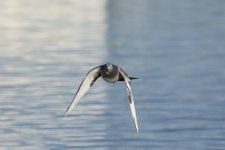 DSC_6443.jpg