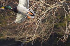 DSC_6384.jpg