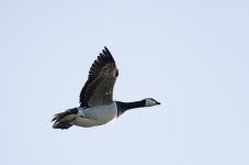 DSC_6415.jpg