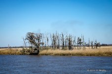 DSC_0525.jpg