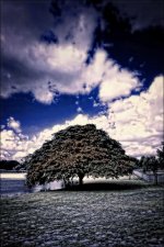 2-18-16 Trade Winds IR   6.1.jpg