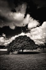 2-18-16 Trade Winds IR   6 BW.jpg