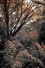 2-18-16 Trade Winds IR   7.jpg