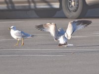 Gulls.jpg