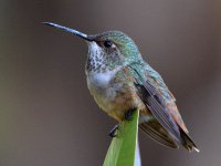 Hummer7.jpg