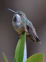 Hummer5.jpg