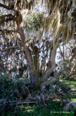 DSC_0536.jpg