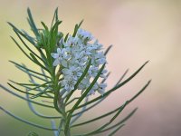 WhiteFlower.jpg