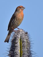 Finch7.jpg