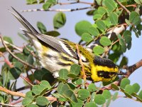 TownsendWarbler3.jpg