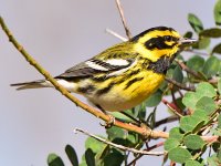 TownsendWarbler2.jpg