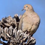 Dove.jpg