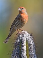 Finch5.jpg