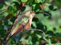 Hummer4.jpg