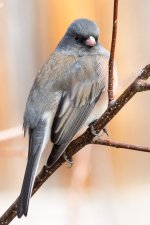 Junco-110.jpg