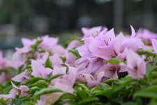 DSC_0228_25.jpg
