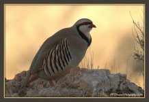 Quail on Antelope Island 2-20-2016.jpg
