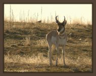 Antelope on Antelope Island 2-20-2016.jpg