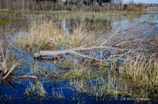 DSC_0546.jpg