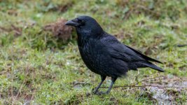 DSC_9586-Edit.jpg