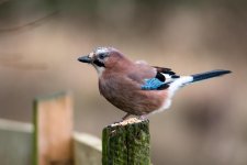 DSC_9526-Edit.jpg