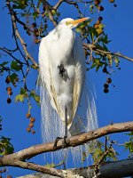 Egret2.jpg