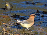 Waxwing2.jpg
