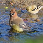 Waxwing8.jpg