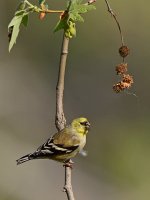 Goldfinch3.jpg