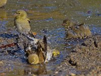Goldfinch12.jpg