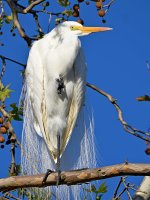 Egret3.jpg