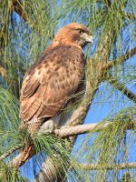 Hawk.jpg