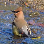 Waxwing7.jpg