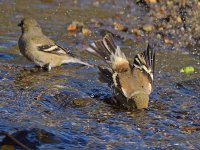 Goldfinch7.jpg