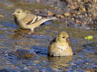 Goldfinch6.jpg