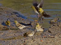 Goldfinch10.jpg