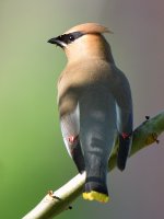 Waxwing.jpg