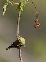 Goldfinch2.jpg