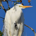 Egret4.jpg
