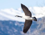 GooseFlight-110.jpg
