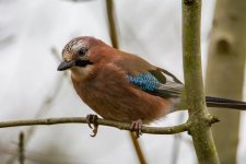 DSC_9482-Edit.jpg