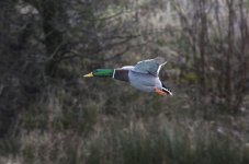 DSC_6493.jpg