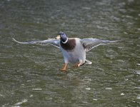 DSC_6527.jpg