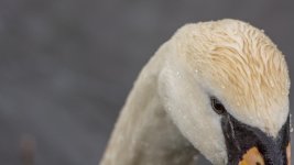 DSC_9758-Edit.jpg